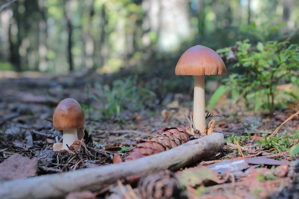 Лес , глазами жучков . )