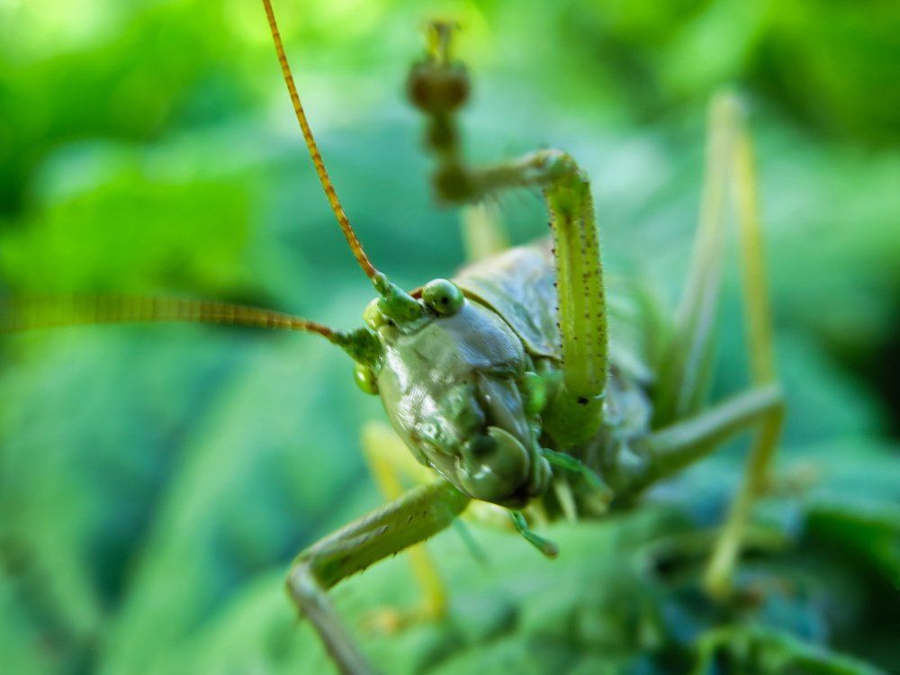 Ты сними, сними меня фотограф