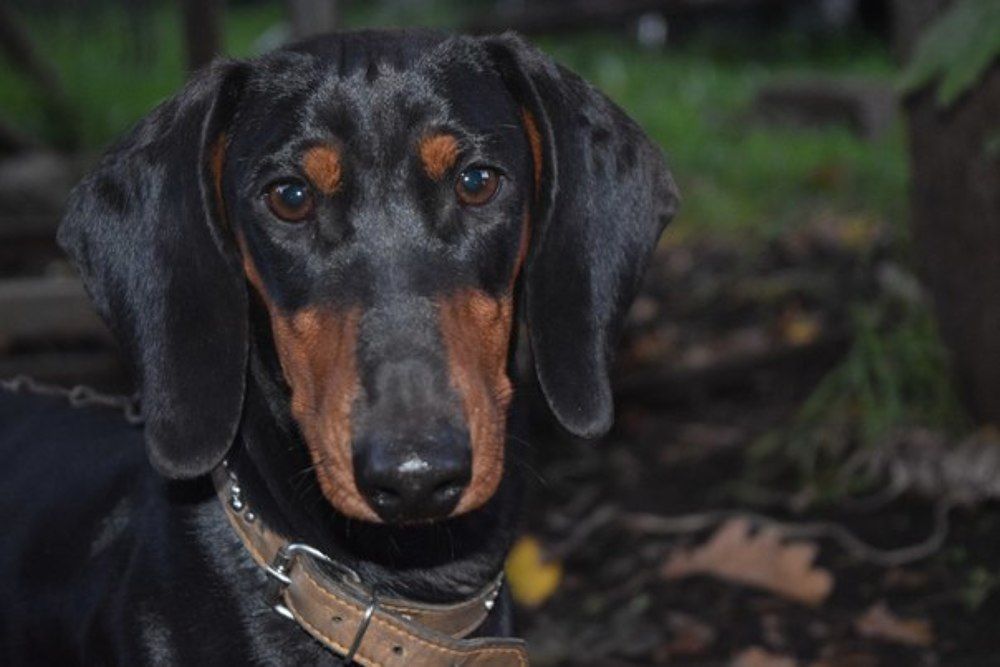 собака Синди