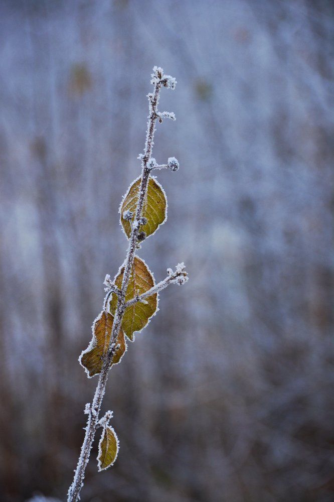 Заморозки