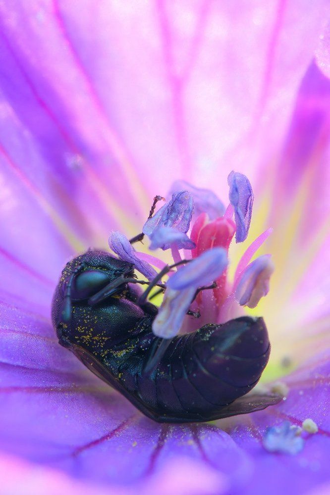 цветочный сон