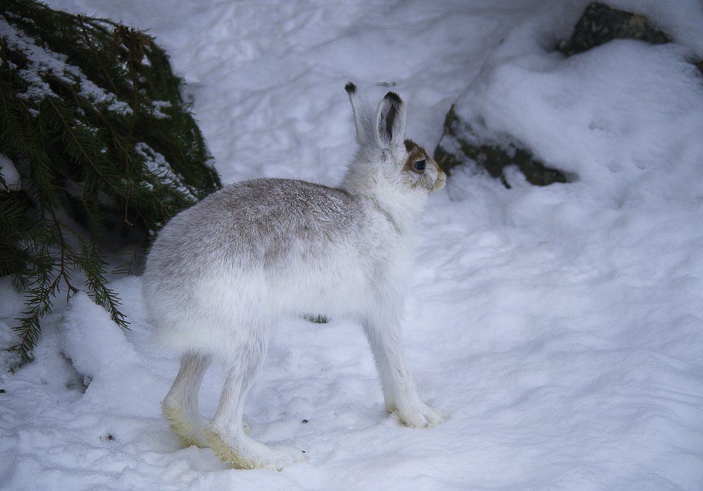 Трусишка зайка беленький...