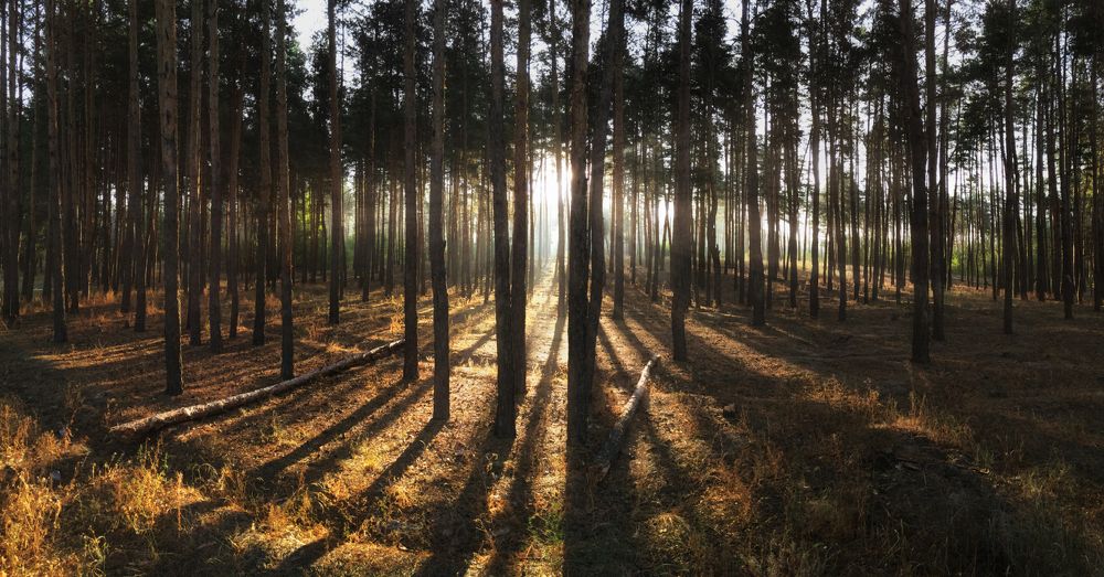 Рассвет в сосновом лесу