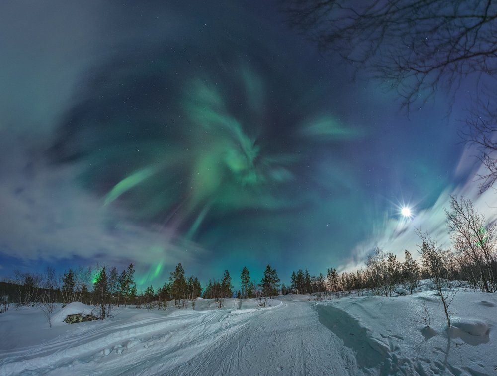 Полярный лев