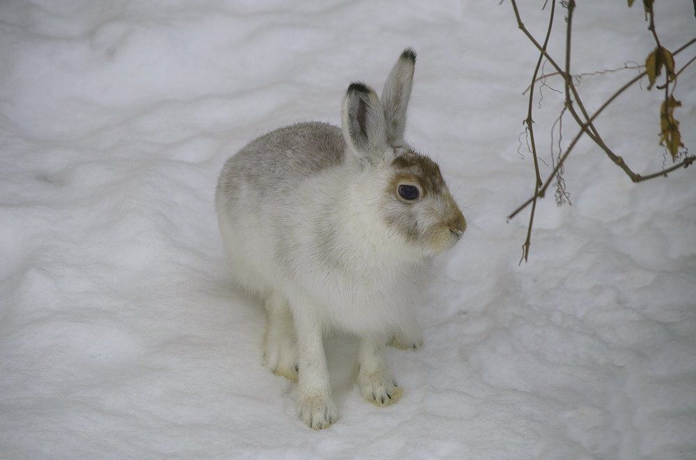 Зайчишка-трусишка