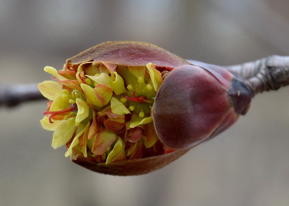 Весеннее прбуждение
