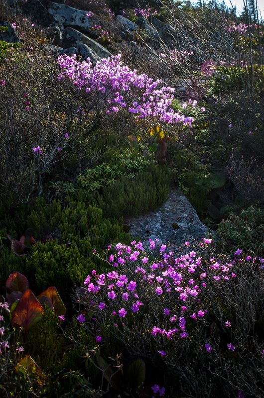 Анастасия Казаковская, Russia