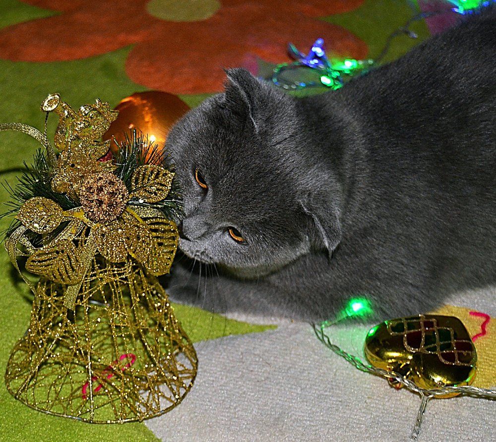 Мой любимый кот - Пуфка!