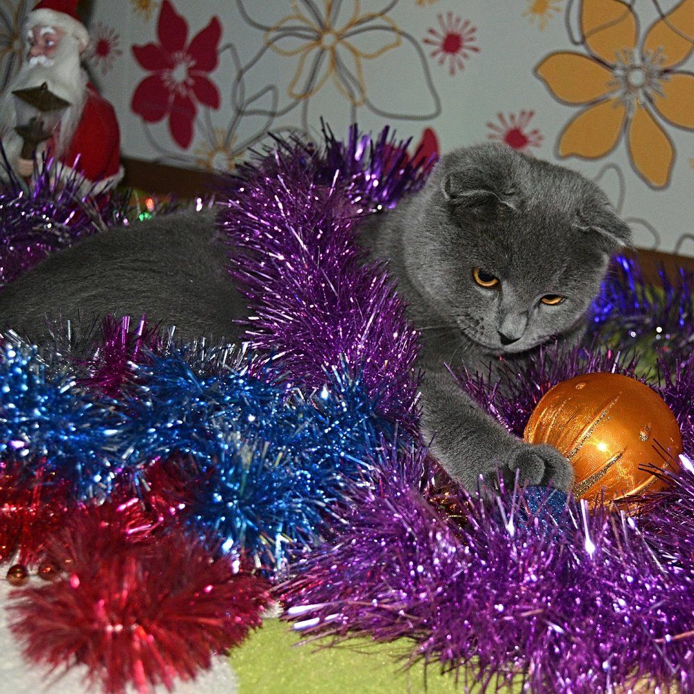 Мой любимый кот - Пуфка!