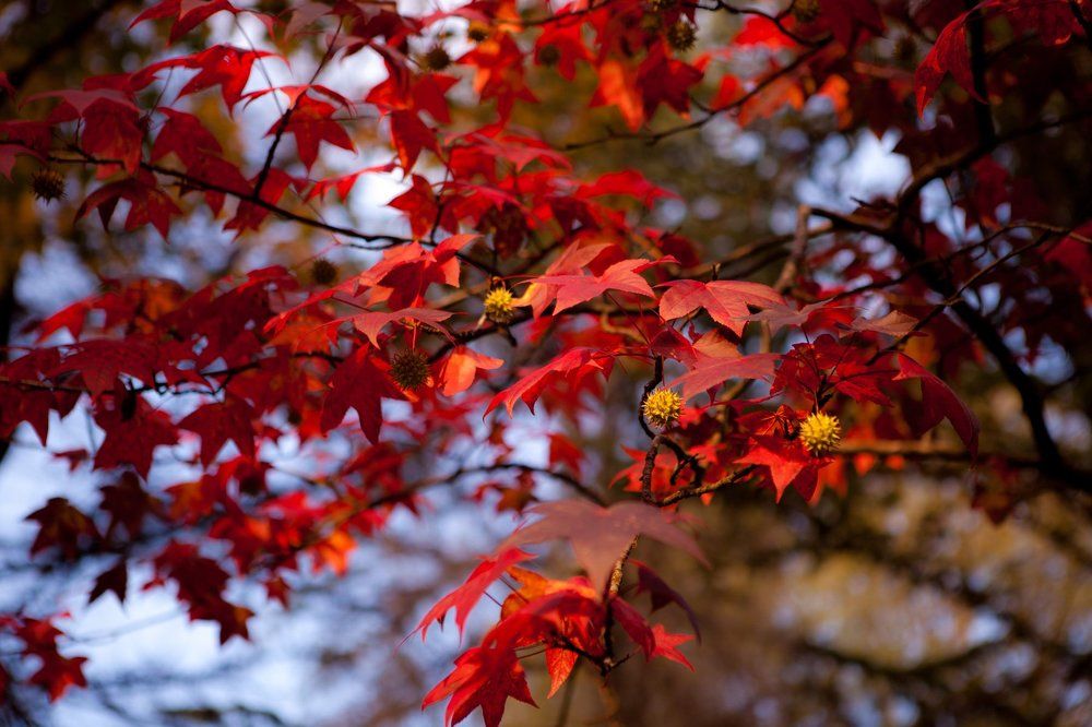 огонь осени