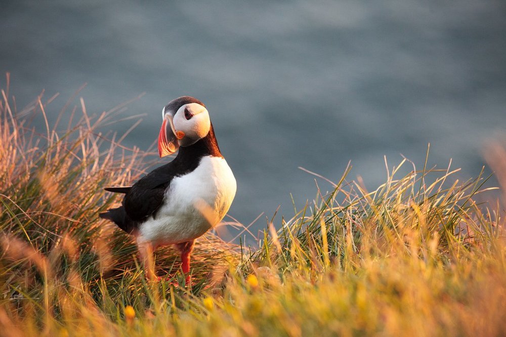 В солнечном свете