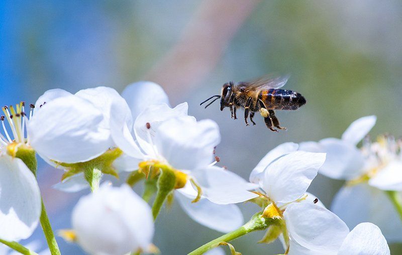 Alexandr Kizhapkin, Russia