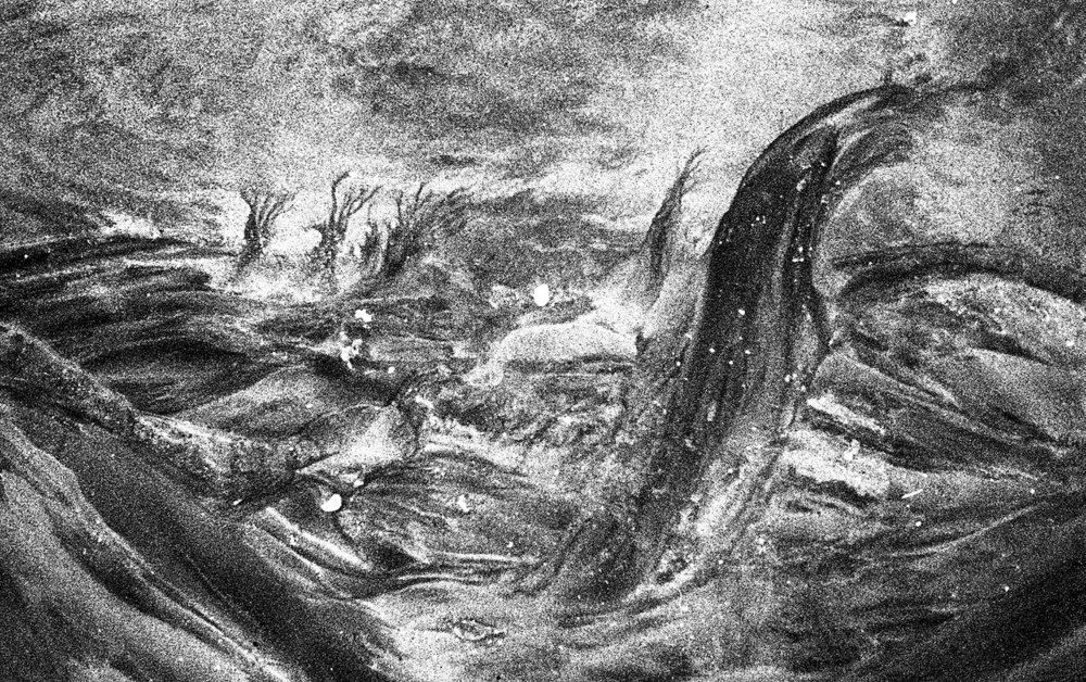 Sand trees on the shore