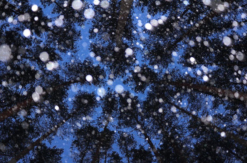 Снегопад в сосновом лесу