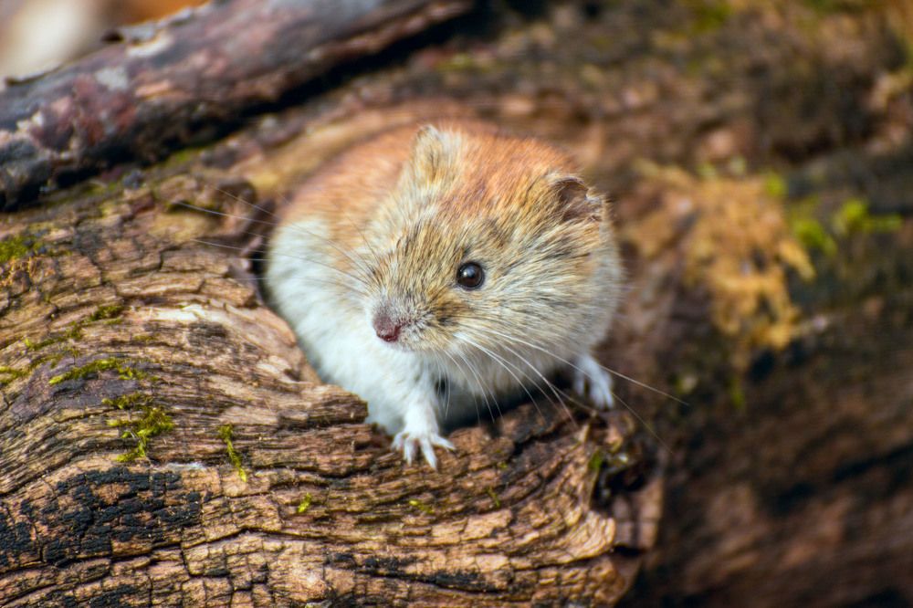 Любопытный мышь