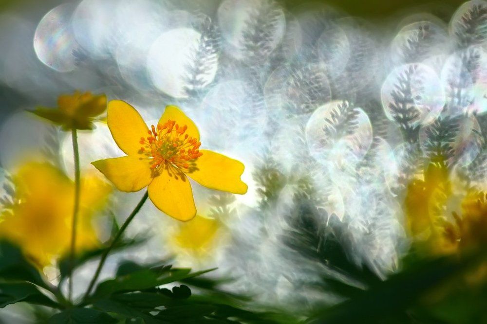 Ветреница лютиковая