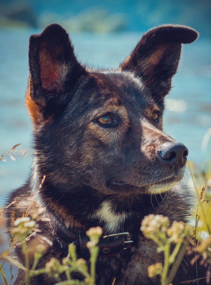 Друг человека