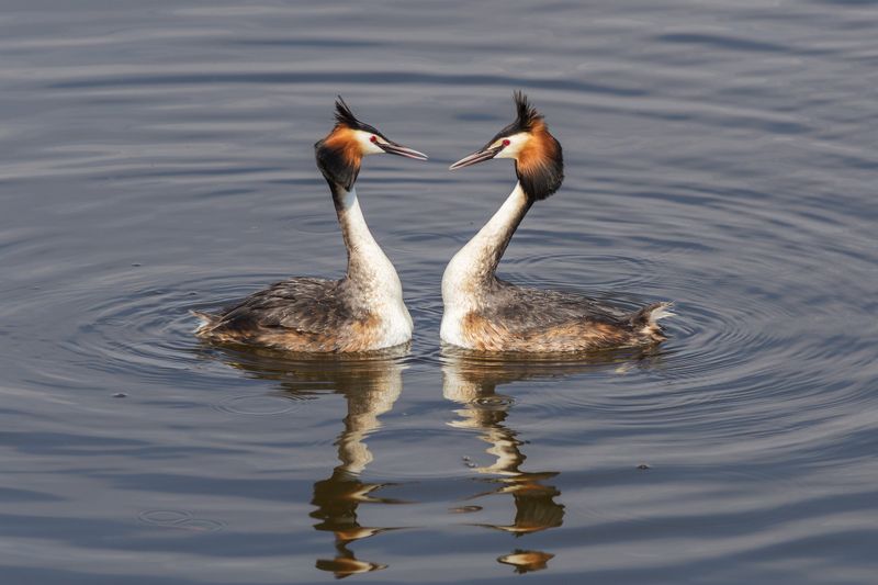 Leonid Nikitin, Russia