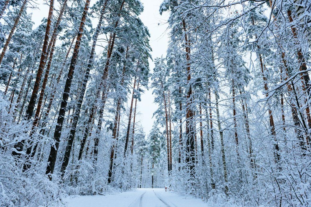 Первый снег