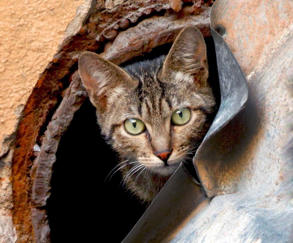 Поймай меня если сможешь!