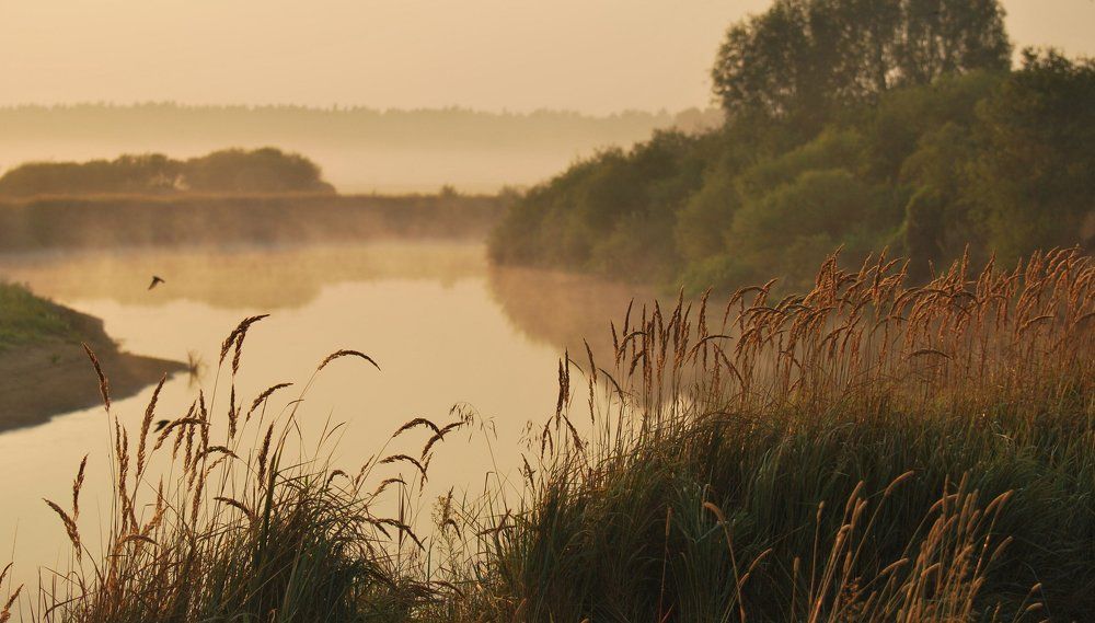 Туманное утро