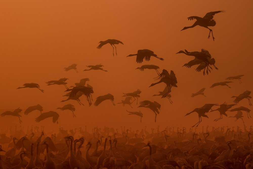 Армия Журавушек в пожаре восходящего Солнца ...