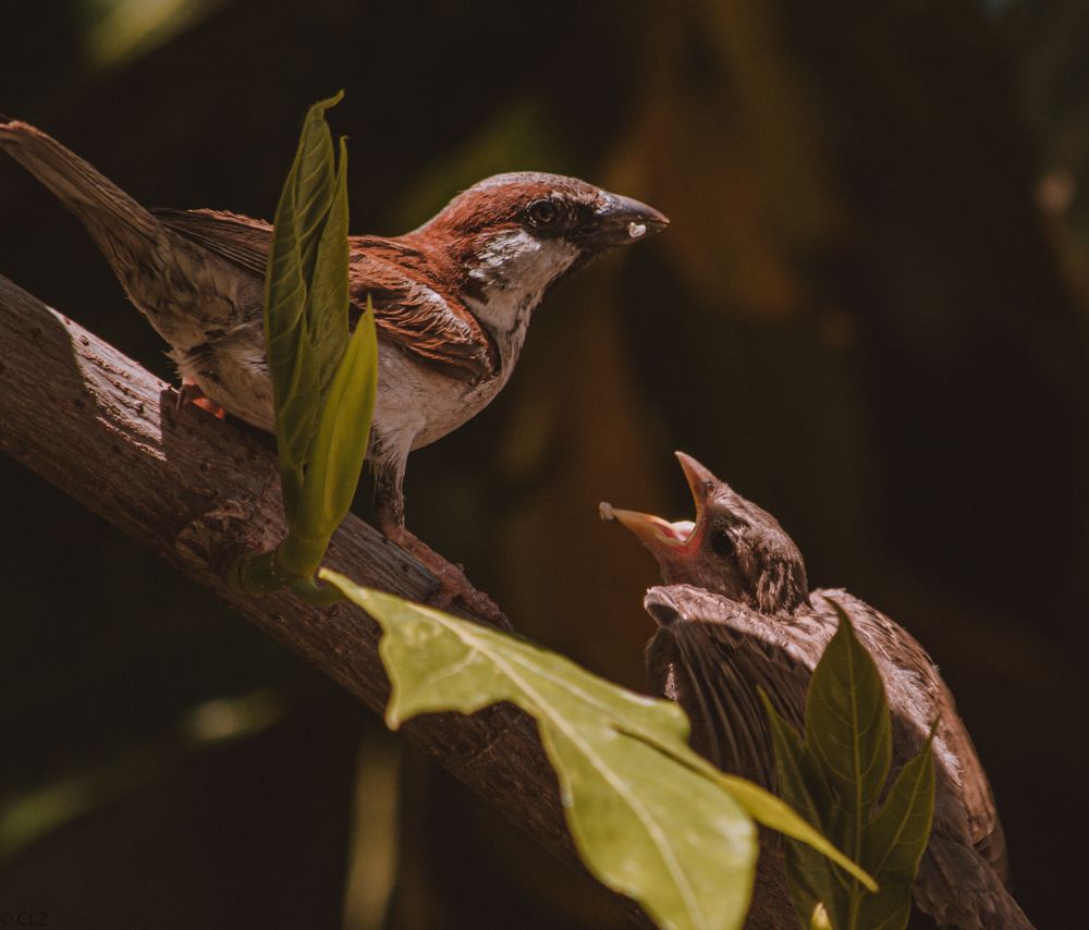 Photograph by Zilamy Charlemagne