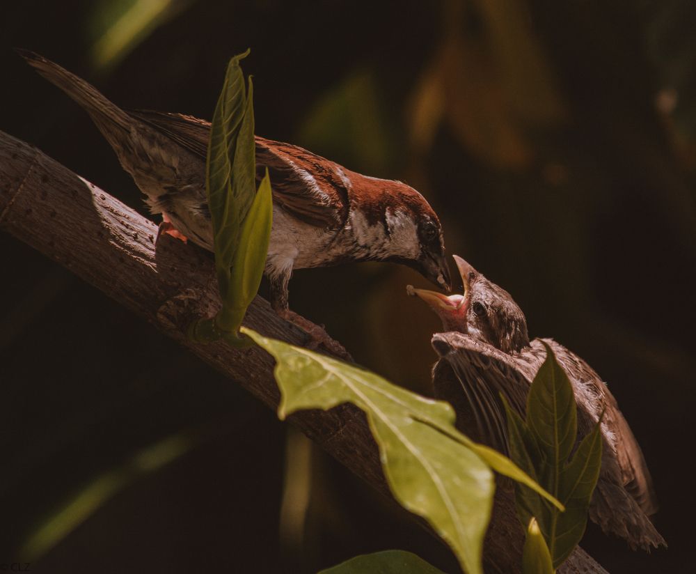 Photograph by Zilamy Charlemagne