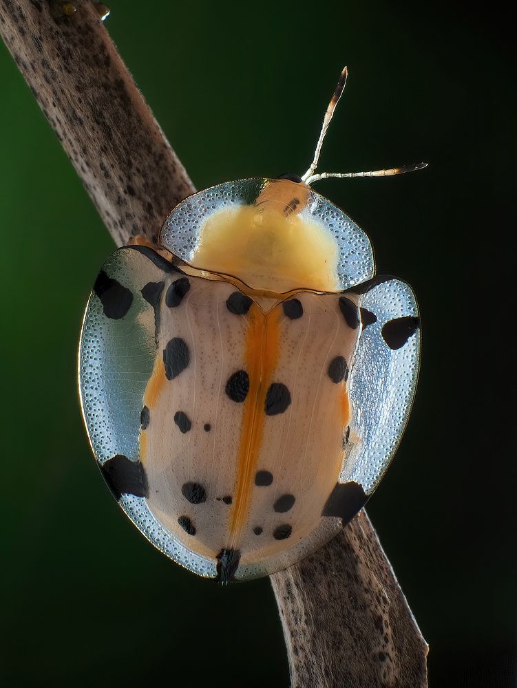 Photograph by Li Chen-You