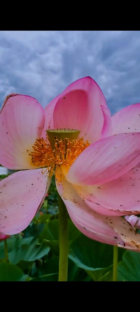 Photograph by Светлана Хамидулина