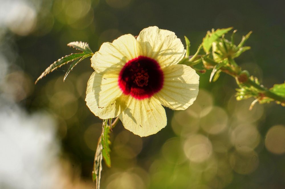 Фотография автора Washiful Majid