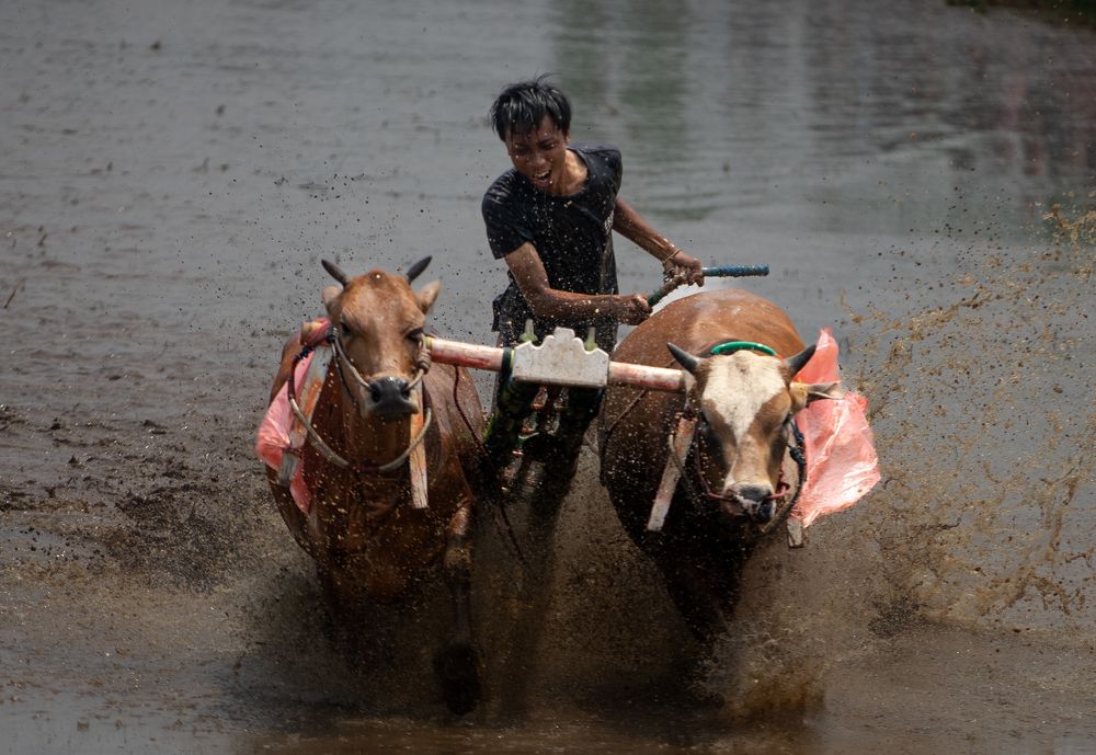 Karapan cow jockey