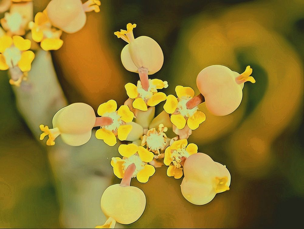 Эвфобия сокотра