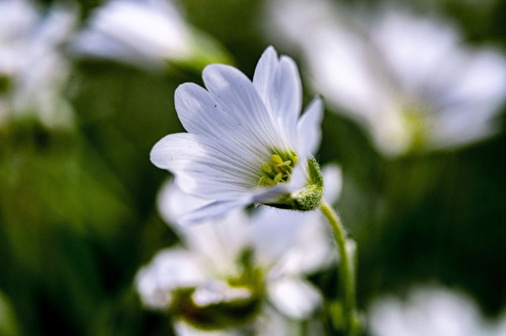 Photograph by Юрий Киреичев