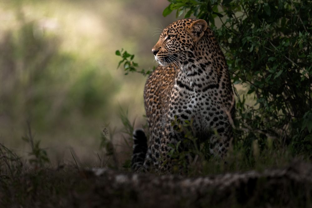 Photograph by Ahmed Sobhi