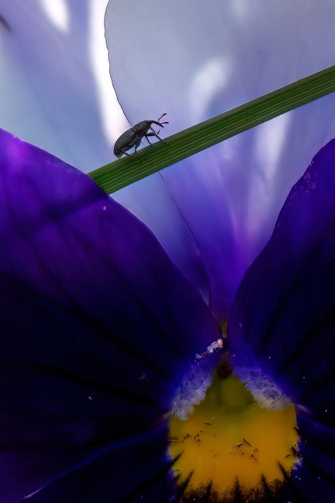 Photograph by Michel