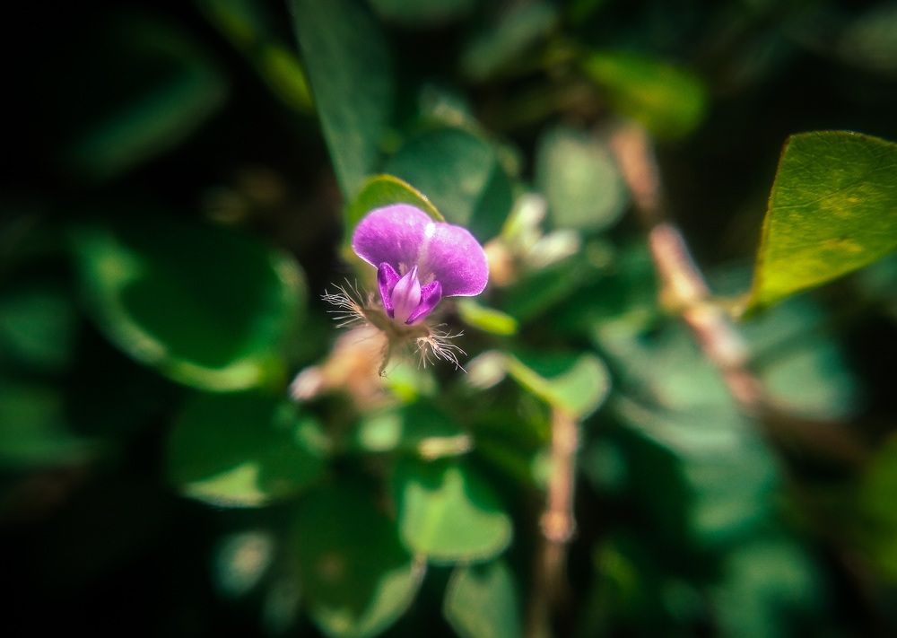 Photograph by lahiru sandaruwan