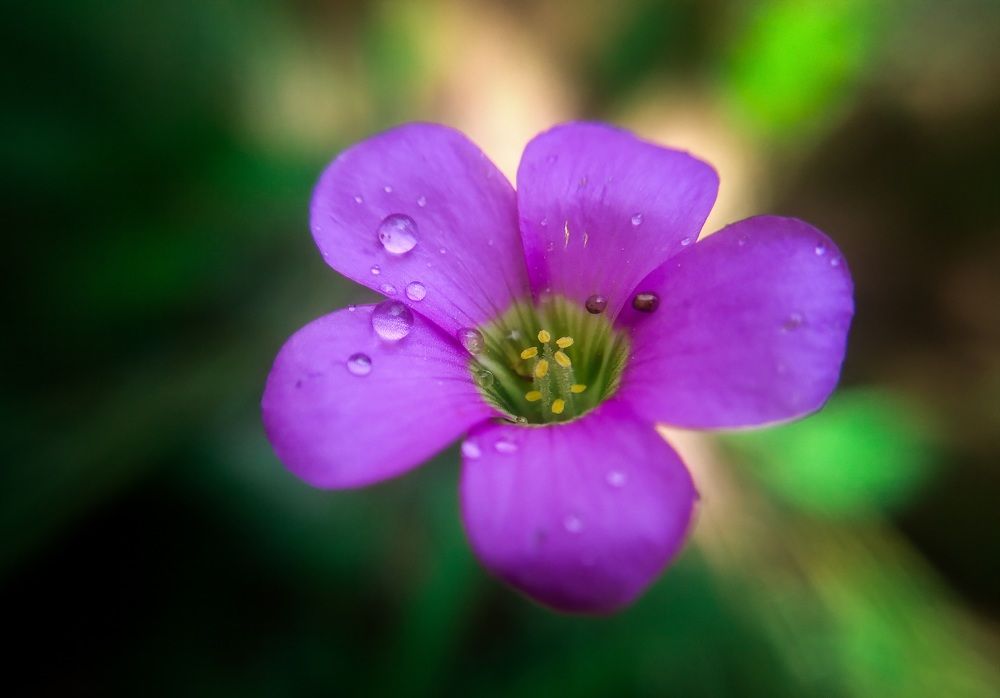 Photograph by lahiru sandaruwan