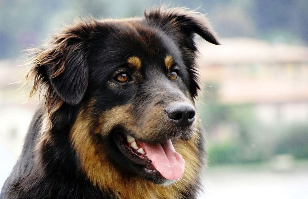 Фотография автора Razgulyaev Aleksandr