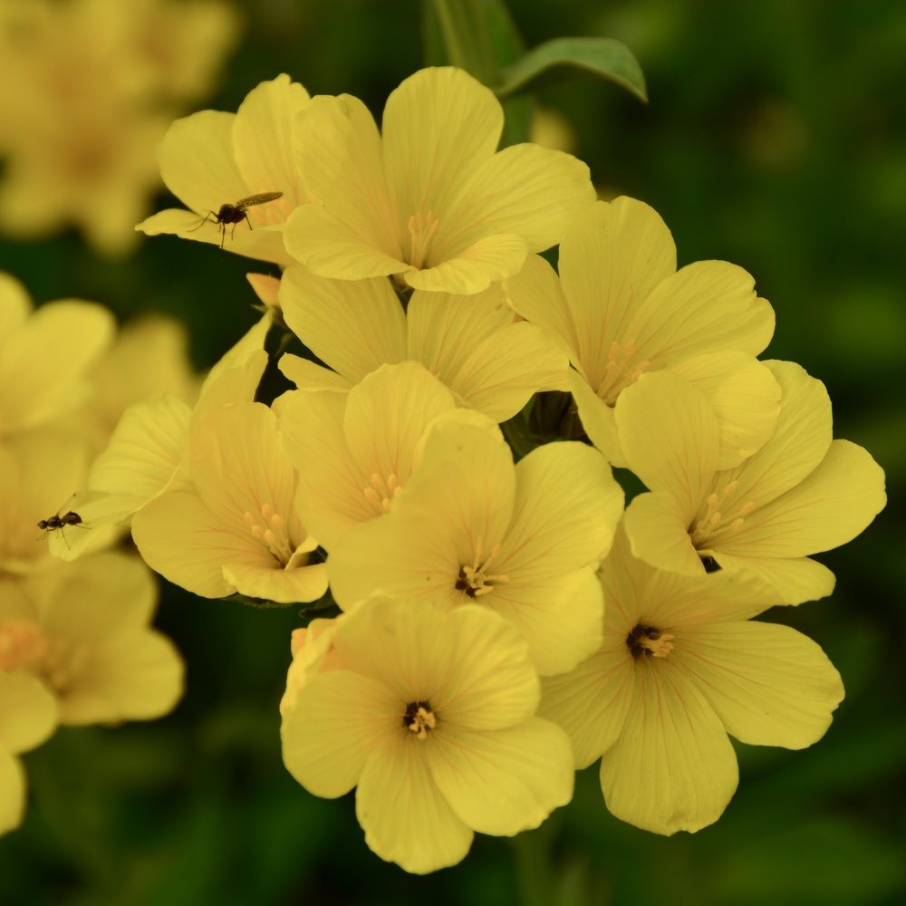 Wild mountain flowers
