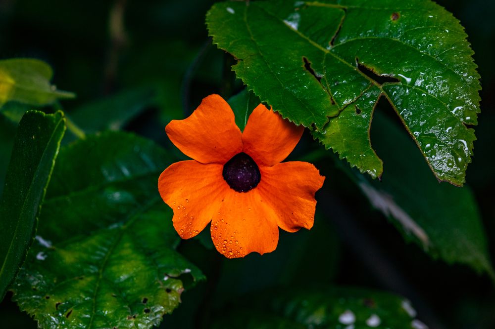 Photograph by Trivet Antony