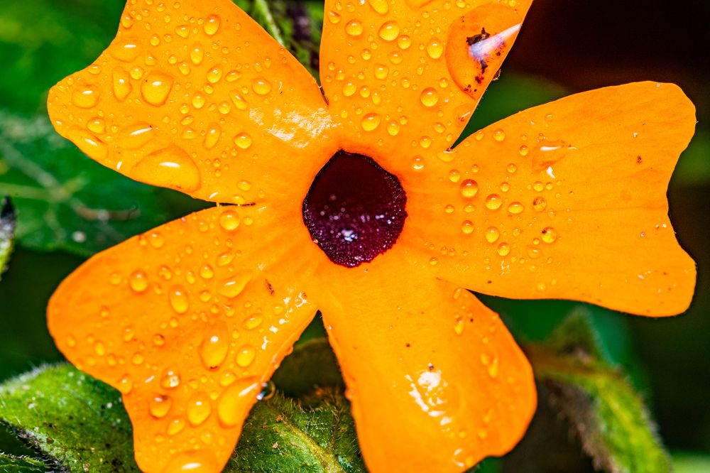 Photograph by Trivet Antony