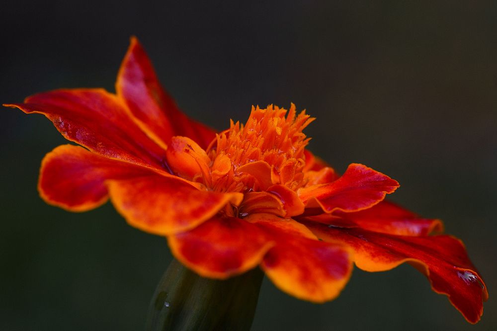 Photograph by Anna Sindikayeva