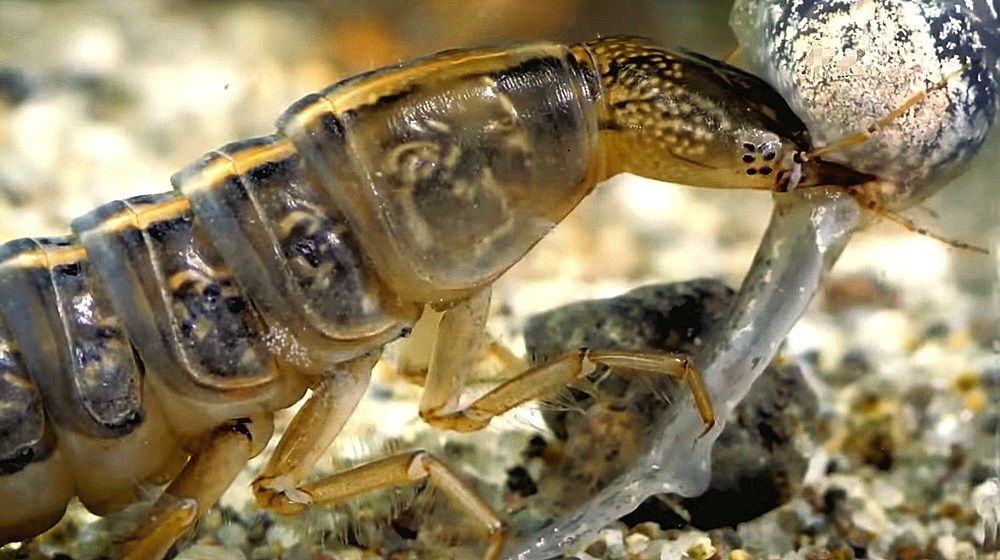 Личинка жука-плавунца поймала головастика