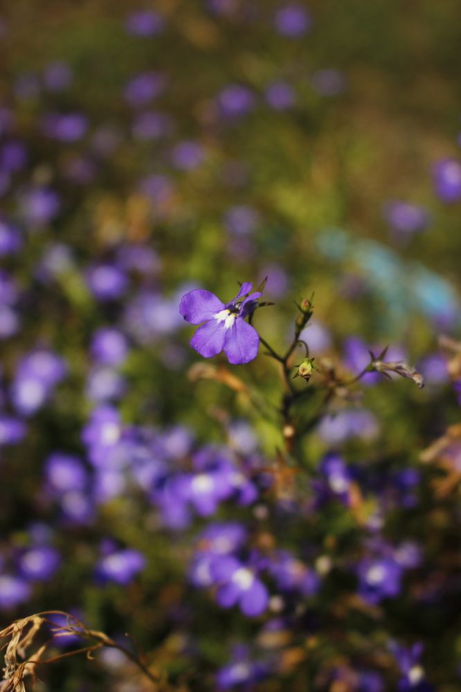 Фотография автора Анастасия Горбунова