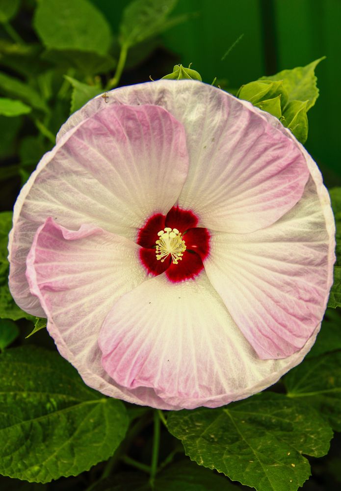 Photograph by Алексей Шевцов