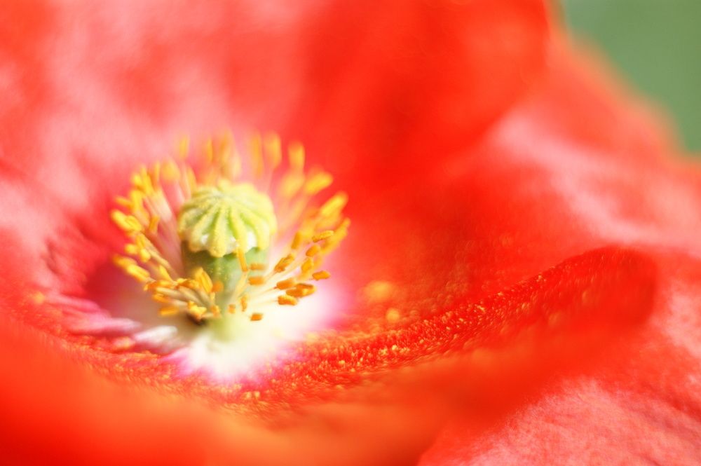 Photograph by Елена