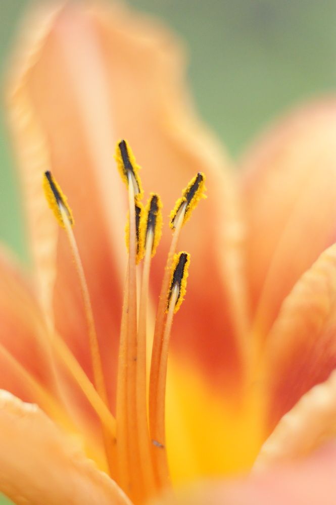 Photograph by Елена