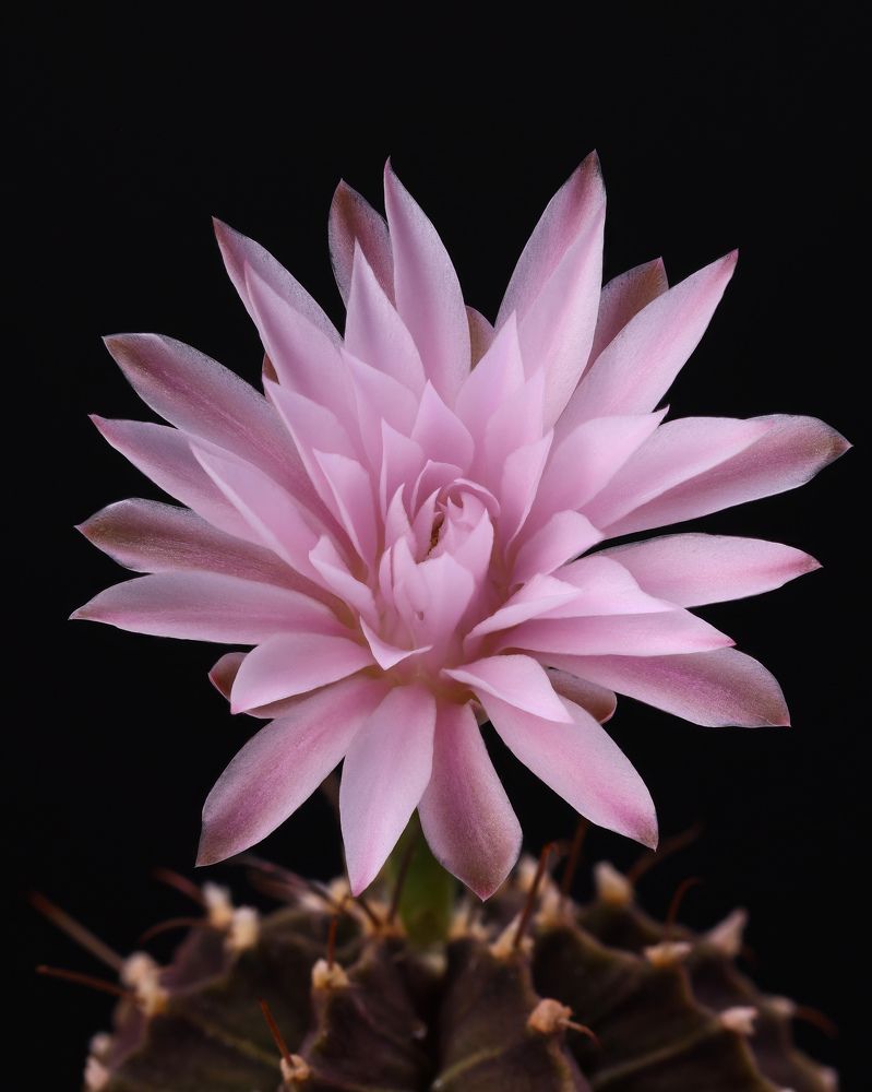 Photograph by Пономарев Илья