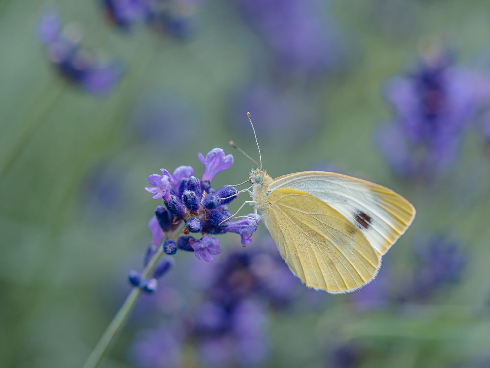 Photograph by Ирина Протченко